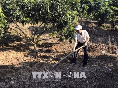 Hiệu quả kinh tế vượt trội từ cây nhãn ghép ở huyện Sông Mã