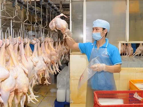Dự báo không thiếu nguồn cung rau, thịt dịp Tết Nguyên đán