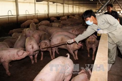 Phát hiện hành vi mới tuồn chất cấm vào chăn nuôi