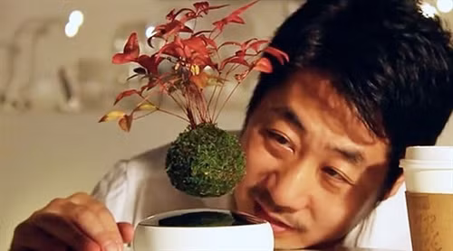 Nhật Bản gây sửng sốt với phát minh cây bonsai biết bay