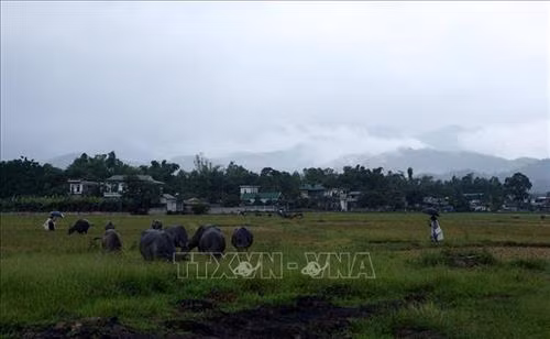 Điện Biên: Cơn mưa vàng giải hạn sau những ngày nắng nóng