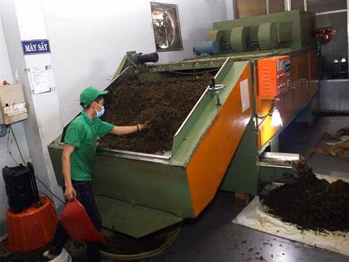 Ngành công nghiệp dược liệu Việt Nam và chiến lược phát triển