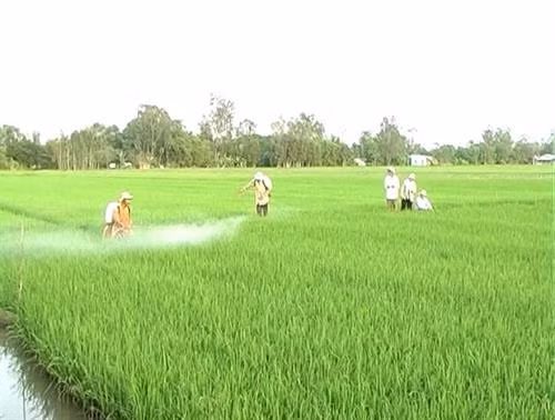 Sử dụng chế phẩm nấm xanh giảm hơn 80% chi phí trừ rầy nâu