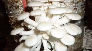 Kỹ thuật trồng nấm sò