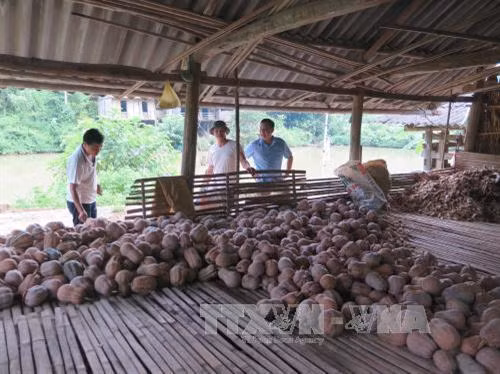 Nông dân Thái Nguyên lao đao vì bí đỏ mất giá