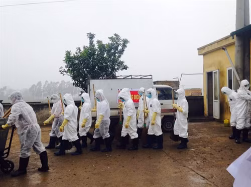Phòng, chống dịch cúm A/H7N9 và các chủng vi rút khác tại Hà Nội