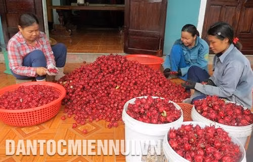Atiso đỏ - Cây cho hiệu quả kinh tế cao ở Phong Điền