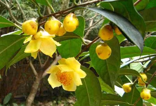 Quảng Ninh bảo tồn và phát triển bền vững cây trà hoa vàng