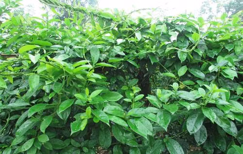 Kỹ thuật trồng dây thìa canh 