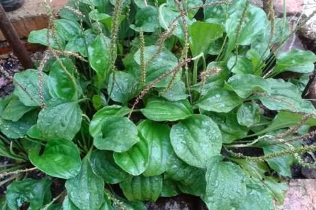 Kỹ thuật trồng cây mã đề 