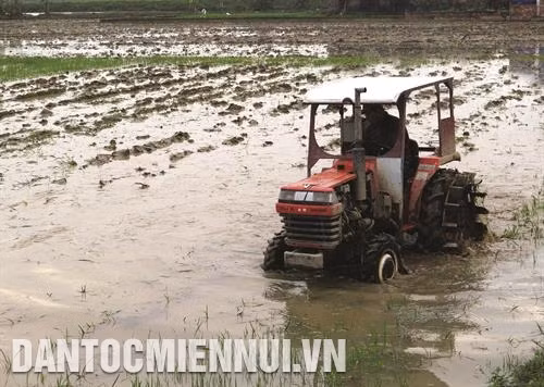 Một số kinh nghiệm sản xuất lúa mùa hiệu quả