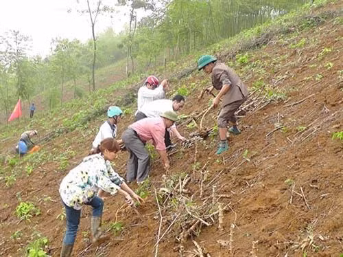 Kỹ thuật trồng sắn trên vùng đất dốc