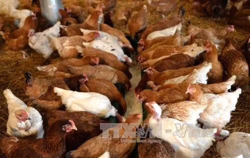 Nhiều trang trại chăn nuôi ở Pháp phải tạm ngừng hoạt động vì cúm gia cầm
