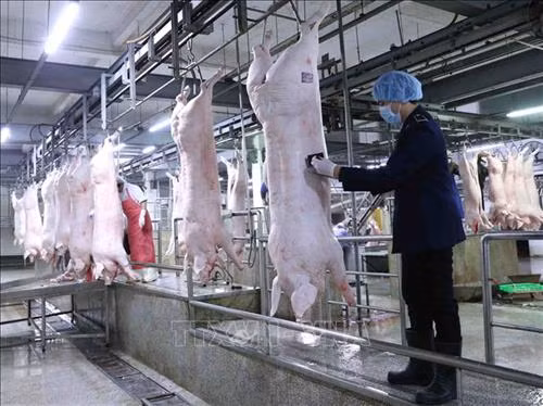 Khuyến nghị các doanh nghiệp chăn nuôi giảm giá lợn xuống dưới 75.000 đồng/kg