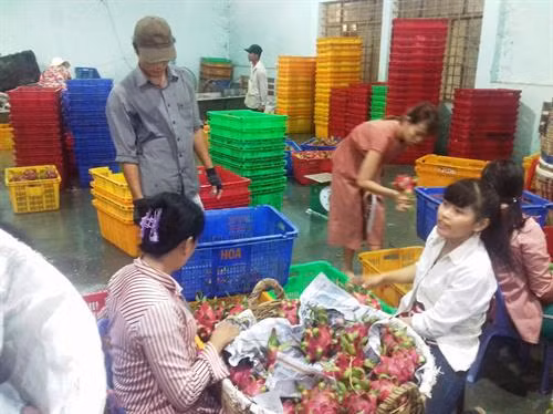 Long An: Giá thanh long tăng mạnh