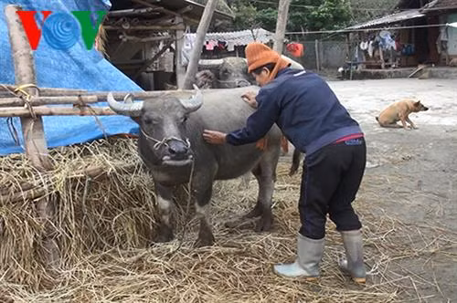 Bắc Kạn phòng chống rét cho đàn vật nuôi