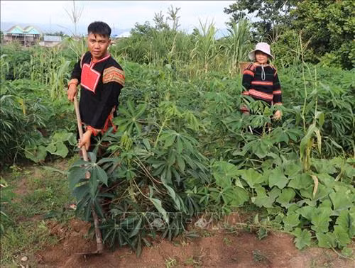 Ngày càng nhiều thanh niên dân tộc thiểu số ở Gia Lai lập nghiệp thành công