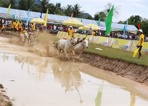 Tưng bừng Ngày hội đua bò Bảy Núi 2017