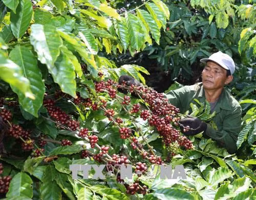 Các tỉnh Tây Nguyên sử dụng phần lớn giống mới để trồng tái canh cà phê