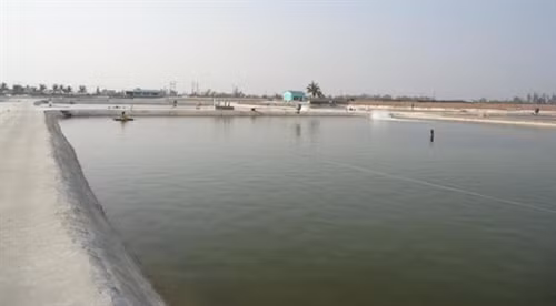 Phương pháp gây màu nước trong ao nuôi tôm theo VietGAP