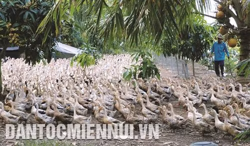 Kỹ thuật chăn nuôi vịt chuyên thịt thương phẩm