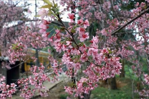 Về Tây Bắc, ngắm hoa Tớ Dày bung nở trên núi đồi