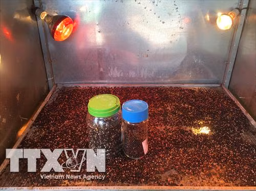 Tiêu sạch đảm bảo chất lượng, màu sắc được bà con nông dân trồng tiêu xã Nam Yang, huyện Đăk Đoa. Ảnh: Hồng Điệp - TTXVN
