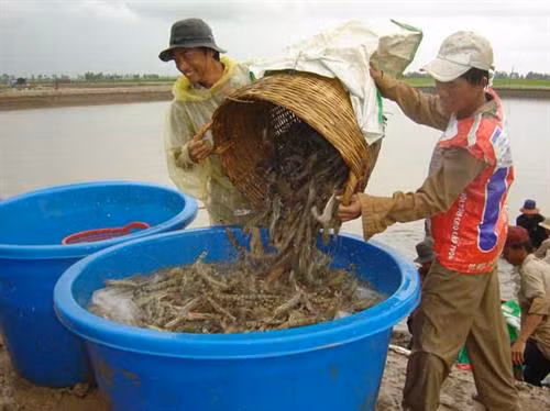 Trà Vinh phát triển tôm thành ngành công nghiệp sản xuất mũi nhọn