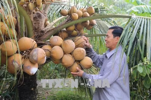 Tân Phú Đông phát triển vùng chuyên canh cây trồng đặc sản thích ứng hạn mặn