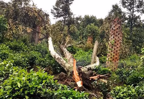 Hỗ trợ người dân khắc phục hậu quả lốc xoáy ở huyện Đạ Huoai, Lâm Đồng