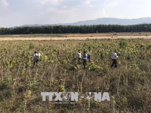 Kon Tum khan hiếm sắn giống
