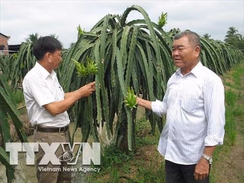 Ông Phạm Văn Tư trở thành "triệu phú" nhờ cây thanh long ruột đỏ