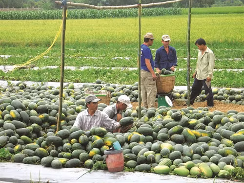 Kỹ thuật trồng dưa hấu