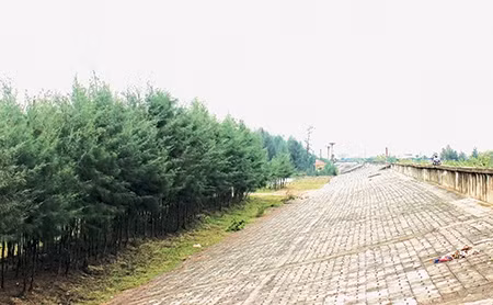 Thái Bình phấn đấu trồng mới và trồng bổ sung trên 1.320 ha rừng ven biển