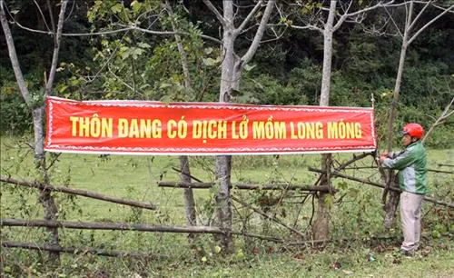 Quảng Trị phát hiện hơn 100 con lợn bị lở mồm long móng