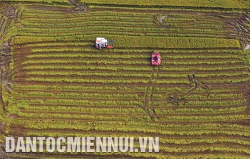 Trà Vinh hỗ trợ nông dân tham gia cánh đồng lớn