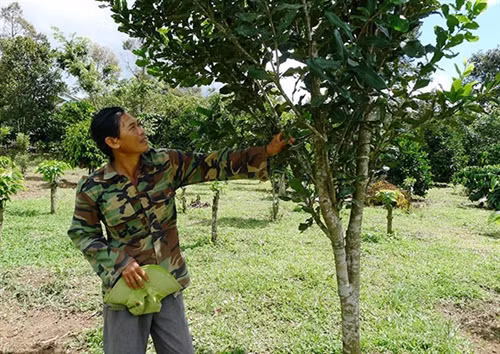 Mắc ca - cây trồng khảo nghiệm ở Bảo Lâm
