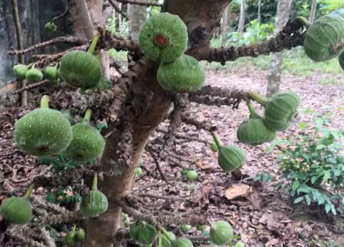  Món ăn từ trái vả - đặc sản xứ Huế