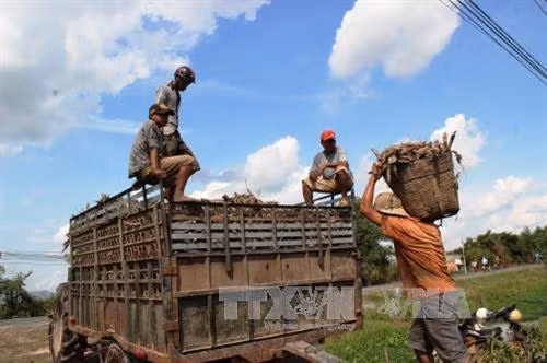 Tạo điều kiện cho ngành sắn phát triển sạch