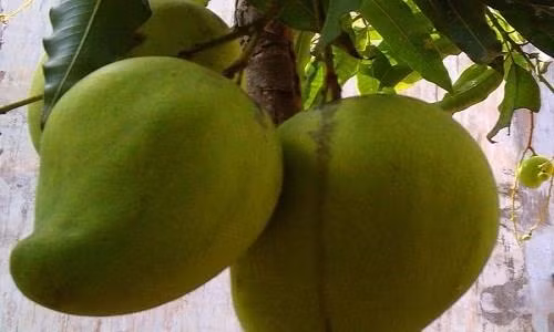 Xoài tứ quý “bén duyên’ nơi vùng biển mặn