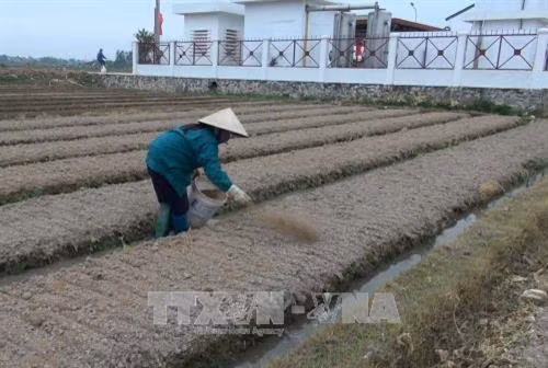 Hiệu quả những hợp tác xã kiểu mới ở Vĩnh Phúc