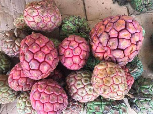 Na rừng nặng tới 4 kg mỗi quả có giá tiền triệu