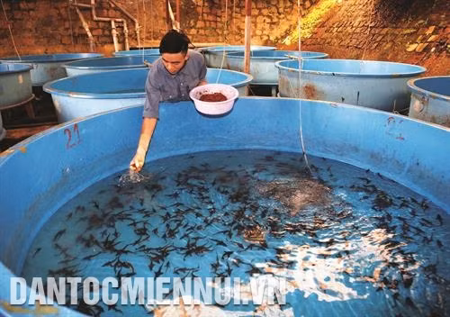 Lâm Đồng phát triển nghề nuôi cá nước lạnh