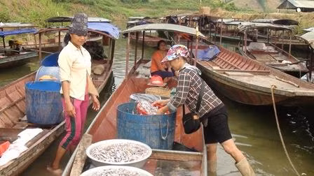 Phát triển mô hình chế biến nước mắm từ cá nước ngọt lòng hồ sông Đà