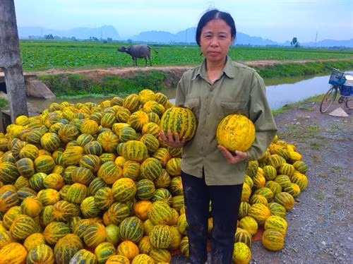 Giống dưa bở vàng thơm trồng thành công ở nhiều địa phương
