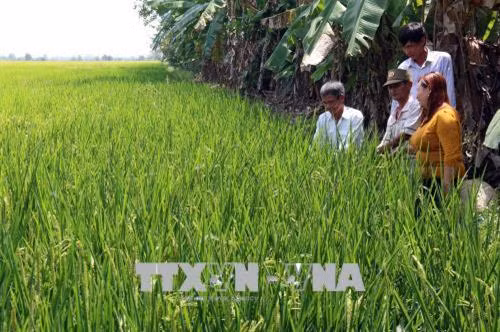 Giống lúa Nhật giúp xã viên ấp Đường Gỗ Lộ làm giàu