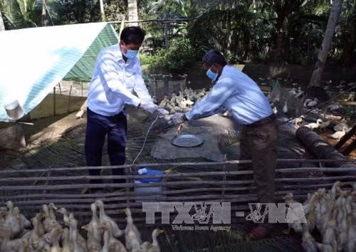 Xuất hiện ổ dịch cúm gia cầm tại Cao Bằng