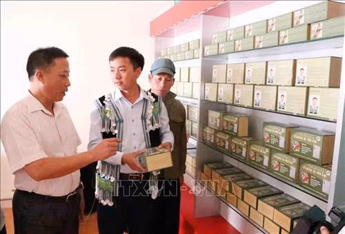 Bài thuốc quý chữa bệnh gan của chàng thanh niên người Mông