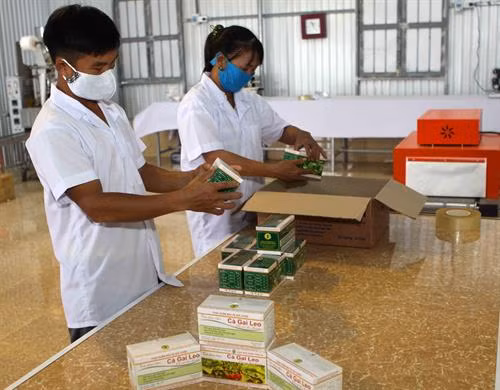Phát triển cây dược liệu - hướng đi mới cho đồng bào huyện miền núi Con Cuông