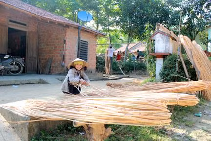 Quảng Ngãi phát triển vùng trồng mây tạo sinh kế bền vững cho người dân